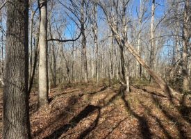 7.66+/-acres Beautiful unrestricted wooded property