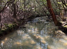 9.6+/- acres with year-round creek