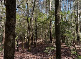 9.6+/- acres with year-round creek