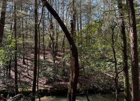 9.6+/- acres with year-round creek