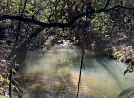 9.66+/-acres with year-round creek