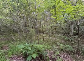 8.77+/-acres Unrestricted property with nice hardwoods with several building sites