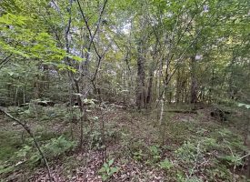 8.77+/-acres Unrestricted property with nice hardwoods with several building sites