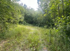 55+/-acres of prime hunting property.