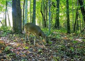 SOLD!! 55+/-acres of prime hunting property.