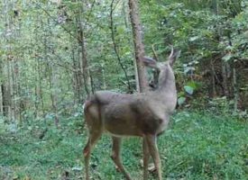 55+/-acres of prime hunting property.