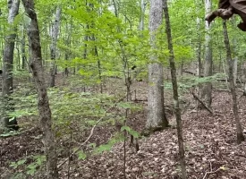 SOLD!! 5.1+/-acres Wooded Property near Chattanooga