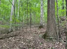 SOLD!! 5.1+/-acres Wooded Property near Chattanooga