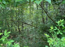 5.03+/-acres Unrestricted wooded property