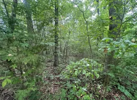 5.03+/-acres Unrestricted wooded property