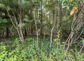 5.03+/-acres Unrestricted wooded property