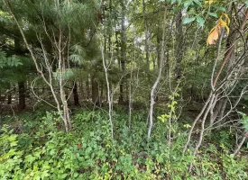 5.03+/-acres Unrestricted wooded property