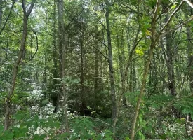 5.03+/-acres Unrestricted wooded property