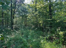 5.00+/-acres unrestricted wooded property