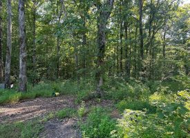 5.00+/-acres unrestricted wooded property