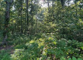 5.00+/-acres unrestricted wooded property