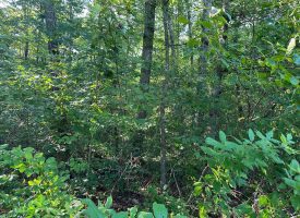 5.00+/-acres unrestricted wooded property