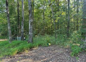 5.00+/-acres unrestricted wooded property