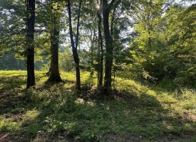 5.00+/-acres Unrestricted wooded property