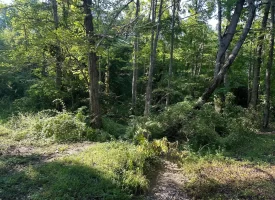 5.00+/-acres Unrestricted wooded property