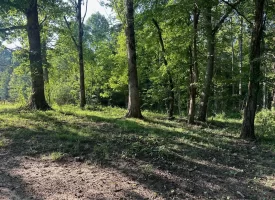 5.00+/-acres Unrestricted wooded property