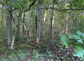 5.00+/-acres Unrestricted wooded property