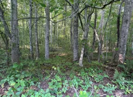 5.00+/-acres Unrestricted wooded property