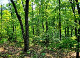 127+/- acre tract is perfect for hunting and recreation