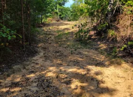 127+/- acre tract is perfect for hunting and recreation