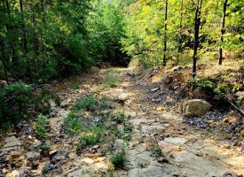 127+/- acre tract is perfect for hunting and recreation