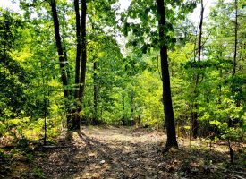 127+/- acre tract is perfect for hunting and recreation