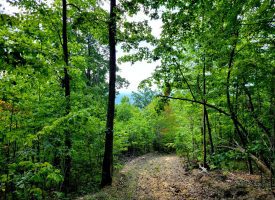 127+/- acre tract is perfect for hunting and recreation