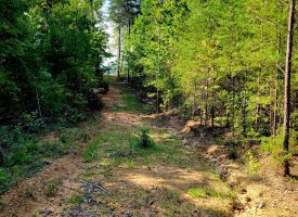 127+/- acre tract is perfect for hunting and recreation