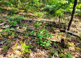 127+/- acre tract is perfect for hunting and recreation