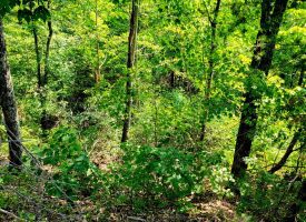 127+/- acre tract is perfect for hunting and recreation