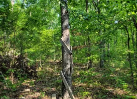 127+/- acre tract is perfect for hunting and recreation