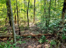 127+/- acre tract is perfect for hunting and recreation