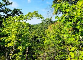 127+/- acre tract is perfect for hunting and recreation