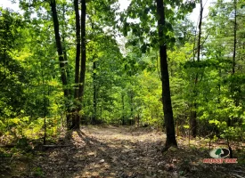 127+/- acre tract is perfect for hunting and recreation