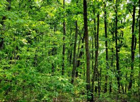 127+/- acre tract is perfect for hunting and recreation