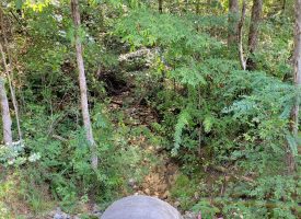 127+/- acre tract is perfect for hunting and recreation