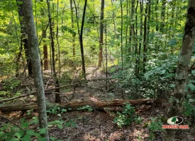 127+/- acre tract is perfect for hunting and recreation