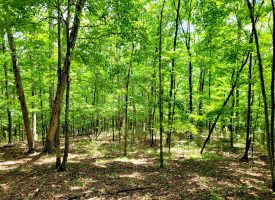 86+/-acres Really exceptional piece of property