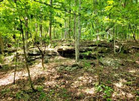 86+/-acres Really exceptional piece of property