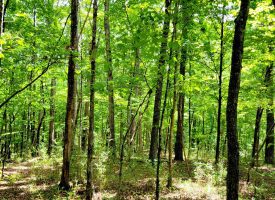 86+/-acres Really exceptional piece of property