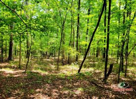 86+/-acres Really exceptional piece of property