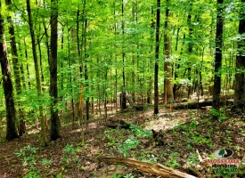 86+/-acres Really exceptional piece of property