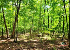 86+/-acres Really exceptional piece of property