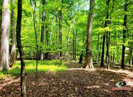 86+/-acres Really exceptional piece of property