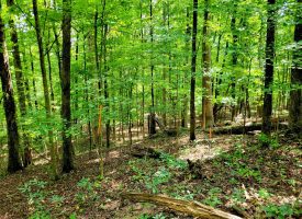 86+/-acres Really exceptional piece of property